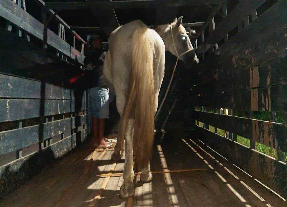 Camacã: Prefeitura intensifica apreensão de animais soltos pelas vias públicas da cidade
